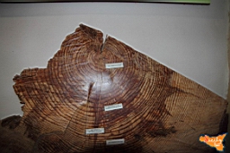 Santa Ninfa 19 11 2016 188.jpg